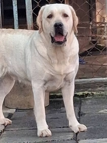 ลูกสุนัขลาบราดอร์ รีทรีฟเวอร์ สีเหลือง สายเลือดแชมป์ จาก Green Corner Labrador ลูกสุนัขลาบราดอร์ รีทรีฟเวอร์ สีเหลือง พร้อมเปิดจอง วันเกิด รูปที่ 6