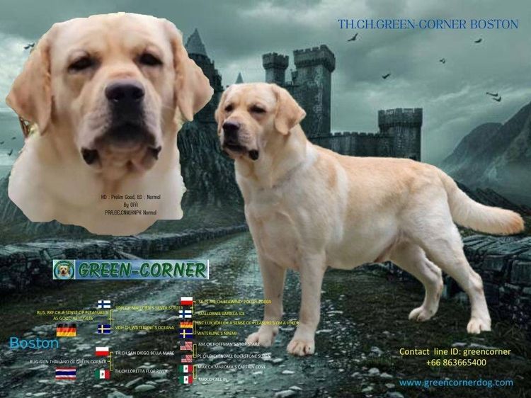ลูกสุนัขลาบราดอร์ รีทรีฟเวอร์ สีเหลือง สายเลือดแชมป์ จาก Green Corner Labrador ลูกสุนัขลาบราดอร์ รีทรีฟเวอร์ สีเหลือง พร้อมเปิดจอง วันเกิด รูปที่ 4