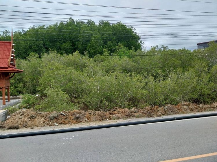 ที่ดิน อ.ชะอำ ติดถนนคอนกรีต ขายสุทธิเท่าราคาประเมิน รูปที่ 4