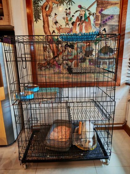 กรง คอกและประตู Cage for cats