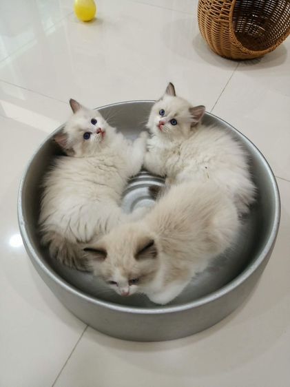 ragdoll