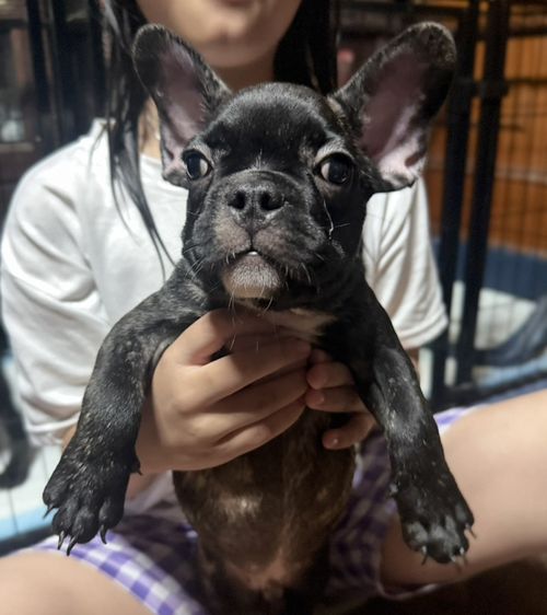 เฟรนช์ บูลด็อก (French Bulldog) เล็ก เฟรนบลูด๊อก