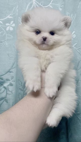ปอมแท้