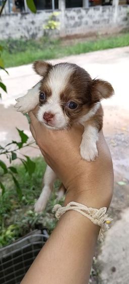 ลูกสุนัข ชิวาวา