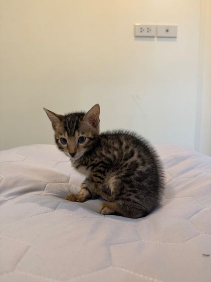 Bengali kitten 2 month old  รูปที่ 2