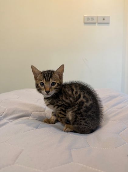 Bengali kitten 2 month old  รูปที่ 5