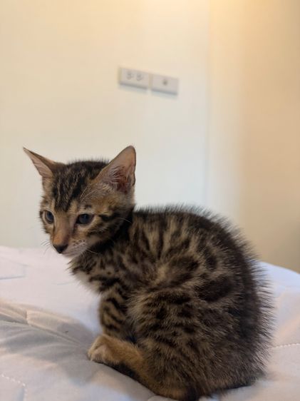 Bengali kitten 2 month old  รูปที่ 8