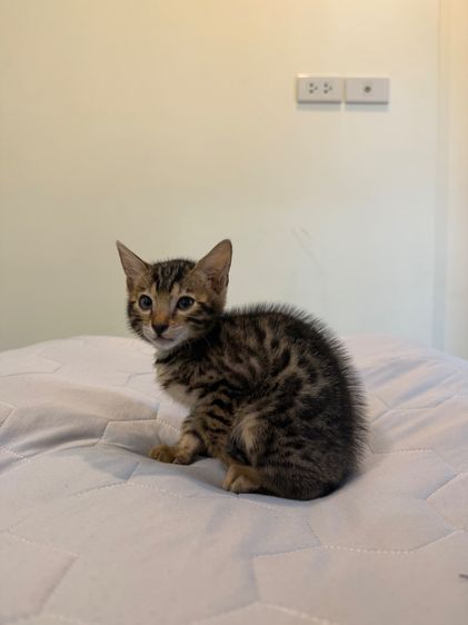 Bengali kitten 2 month old  รูปที่ 3