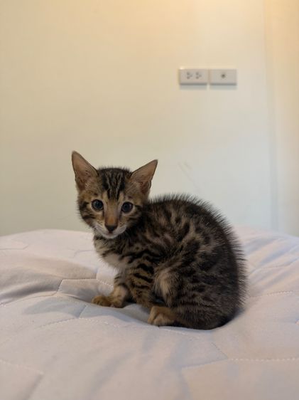 Bengali kitten 2 month old  รูปที่ 4