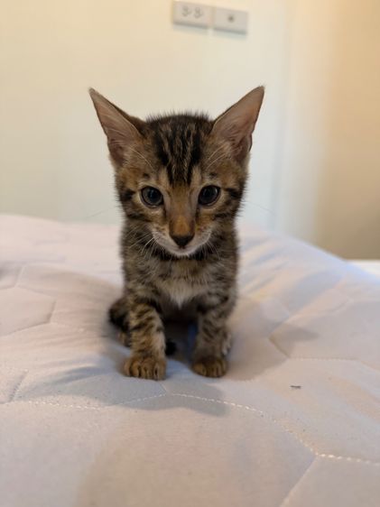 Bengali kitten 2 month old  รูปที่ 10