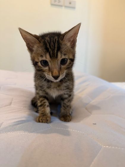 Bengali kitten 2 month old  รูปที่ 11