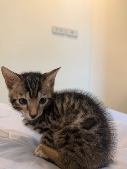Bengali kitten 2 month old  รูปที่ 7