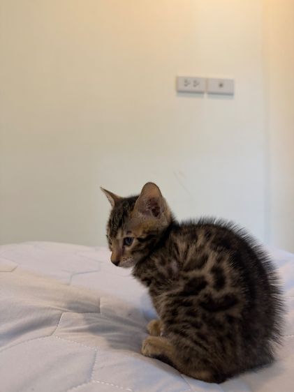 Bengali kitten 2 month old  รูปที่ 9