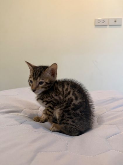 Bengali kitten 2 month old  รูปที่ 6