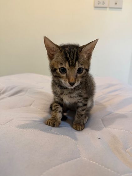 Bengali kitten 2 month old 