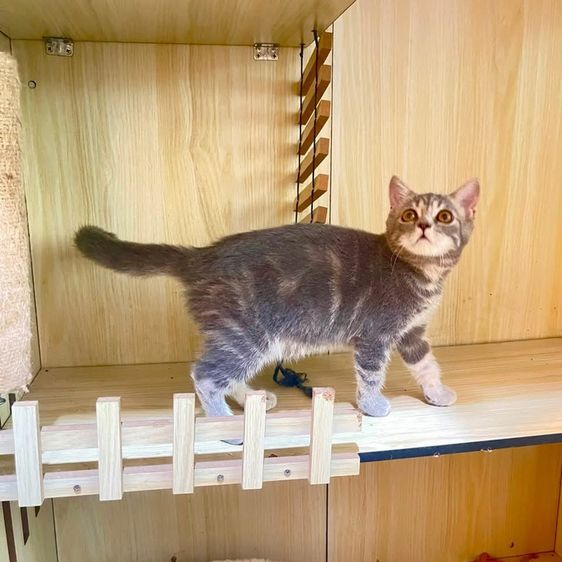 สก็อตติช โฟลด์ (Scottish Fold) สาวน้อยสก็อตติส
