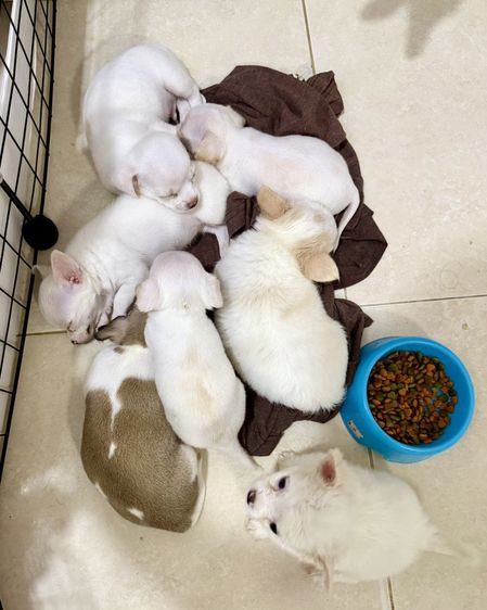 น้อนหมา รูปที่ 2