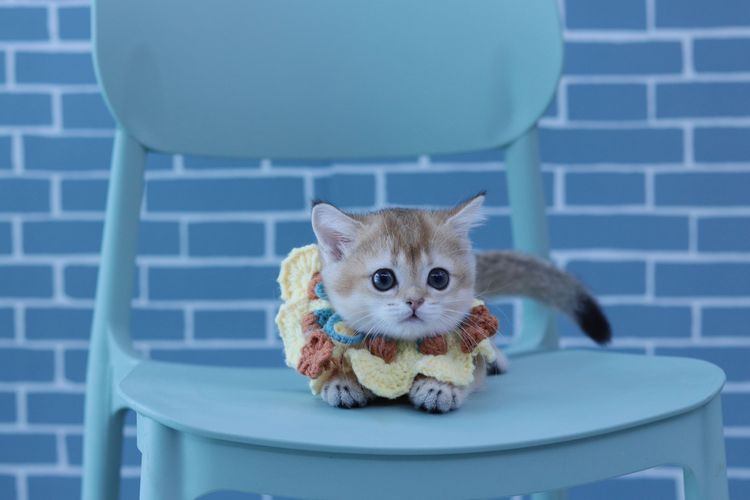 สายพันธุ์ มันซ์กิ้น Munchkin