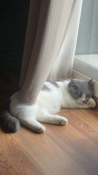 🐱 หาบ้านให้น้องมัชกิ้น ขาสั้น 🤍 รูปที่ 2
