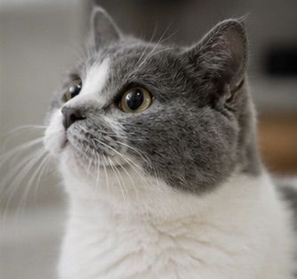 🐱 หาบ้านให้น้องมัชกิ้น ขาสั้น 🤍 รูปที่ 4