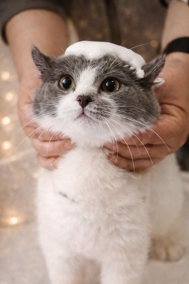 🐱 หาบ้านให้น้องมัชกิ้น ขาสั้น 🤍 รูปที่ 3