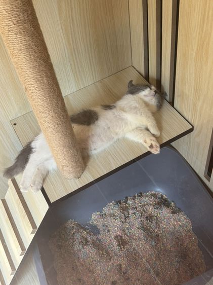 🐱 หาบ้านให้น้องมัชกิ้น ขาสั้น 🤍 รูปที่ 5