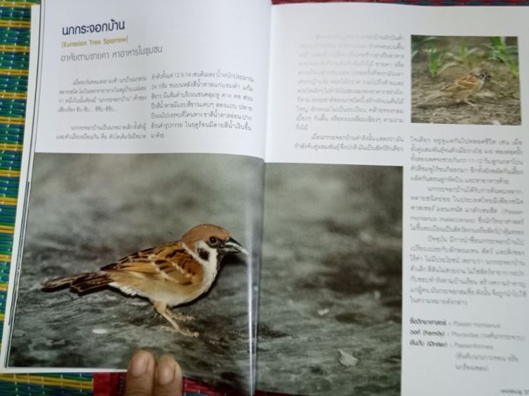 หนังสือผีเสื้อและนกในไทย รูปที่ 8