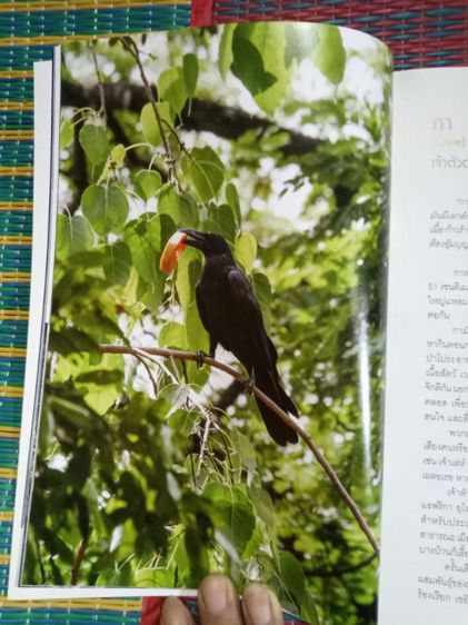 หนังสือผีเสื้อและนกในไทย รูปที่ 7