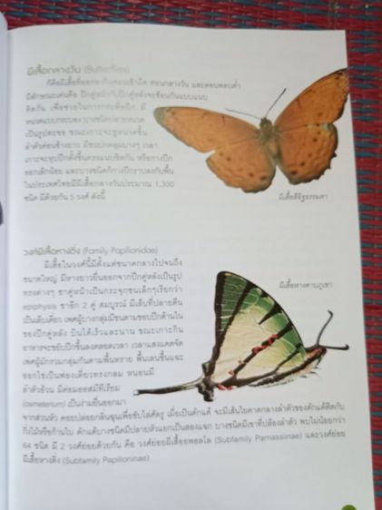 หนังสือผีเสื้อและนกในไทย รูปที่ 11