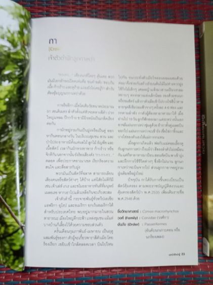 หนังสือผีเสื้อและนกในไทย รูปที่ 5