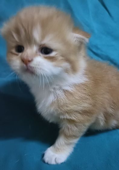 สก็อตติช โฟลด์ (Scottish Fold) สก็อตติช