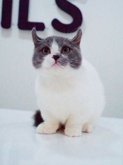 น้องแมว มัชกิ้น หูบิน ตำหนิหางขอด รูปที่ 3