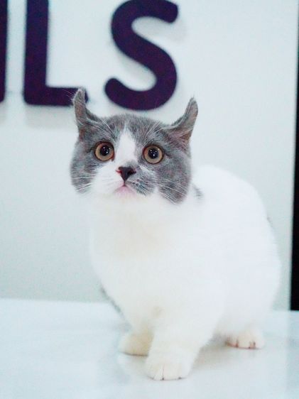 น้องแมว มัชกิ้น หูบิน ตำหนิหางขอด รูปที่ 5