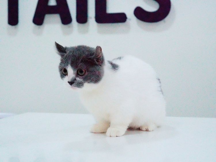น้องแมว มัชกิ้น หูบิน ตำหนิหางขอด รูปที่ 4