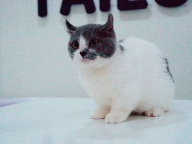 น้องแมว มัชกิ้น หูบิน ตำหนิหางขอด รูปที่ 2