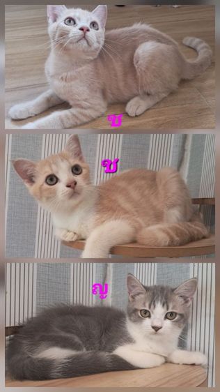 ลูกแมว scottish Fold
