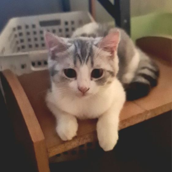 สก็อตติช โฟลด์ (Scottish Fold) สกอตติช หูตั้ง