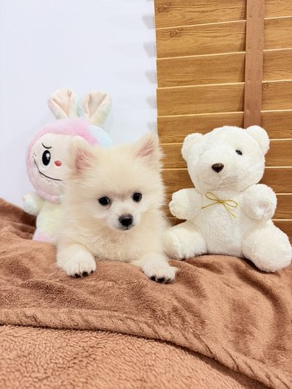 ปอมเมอเรเนียน (Pomeranian) เล็ก 🐩ปอมเมอเรเนียน🚺เพศเมีย
