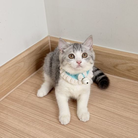 สก็อตติช โฟลด์ (Scottish Fold) สกอตติช หูตั้ง
