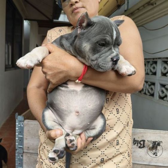 อเมริกันบูลลี่ รูปที่ 7