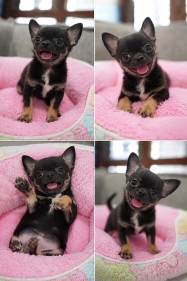 ชิวาวา (Chihuahua) เล็ก ชิวาวาขนสั้น กรุงเทพ น่ารัก รับประกันสุขภาพค่ะ