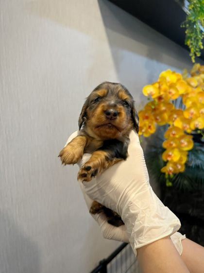 ดัชชุน (Dachshund) เล็ก ❌ขายแล้ว❌ดัชชุน มินิดัชชุนขนยาว เพศหญิง สี Black&tan merle ราคา 20,300 บาท