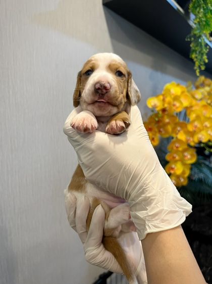ดัชชุน (Dachshund) เล็ก ❌ขายแล้ว❌ดัชชุน มินิดัชชุนขนสั้น เพศผู้ สี PIEBALD ราคา 10,300 บาท