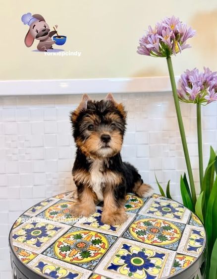 ยอร์คเชียร์ เทอร์เรีย (Yorkshire Terrier) เล็ก ยอร์คเเชียร์เพศผู้และเมีย