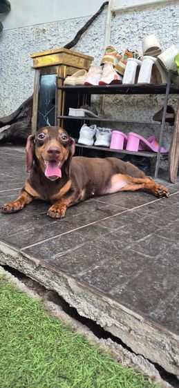 ดัชชุน (Dachshund) เล็ก ดัชชุนสาวไม่เคยมีลูก สีช็อกโกแลตแทน ฮีทสามกําลังจะมา ราคา15,000
