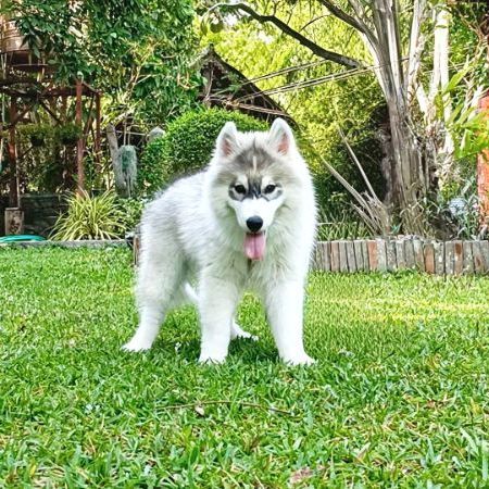 ไซบีเรียน ฮัสกี้ (Siberian Husky) เล็ก สุนัขไซบีเรียนฮักกี๊