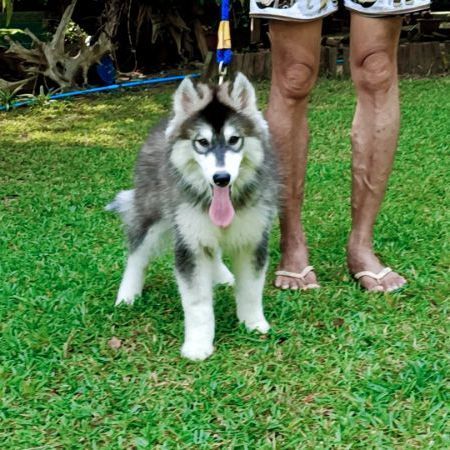 ลูกสุนัขไซบีเรียนฮั๊กกี๊ รูปที่ 2