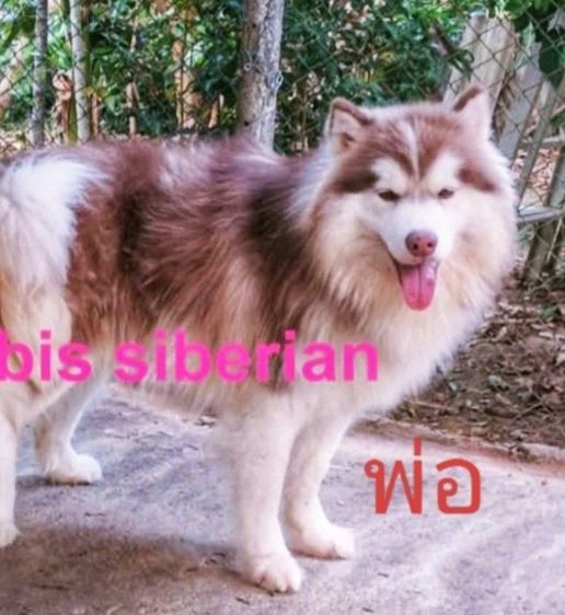 ลูกสุนัขไซบีเรียนฮั๊กกี๊ รูปที่ 7