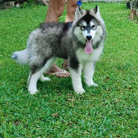 ไซบีเรียน ฮัสกี้ (Siberian Husky) เล็ก ลูกสุนัขไซบีเรียนฮั๊กกี๊