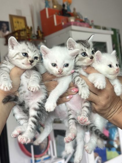 สก็อตติช โฟลด์ (Scottish Fold) ลูกแมว